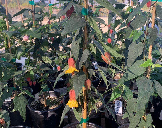 Abutilon ‘Sunset’ (megapotamicum hybrid) Live plant  Ship in 6" Pot