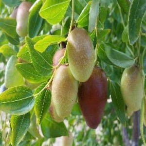 May include: Close-up of a branch of a tree with several green leaves and ripe, brown jujubes hanging from the branches.