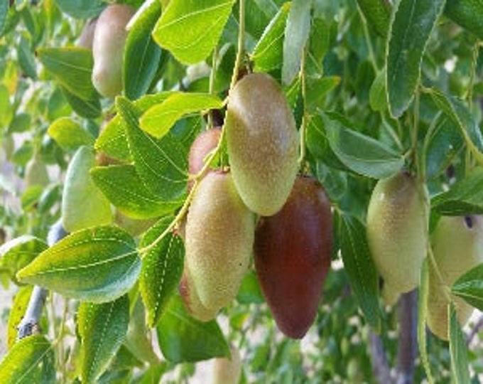 Jujube ga866 -  4 feet tall - grafted tree - bigger trunk - ship in 3gal pot