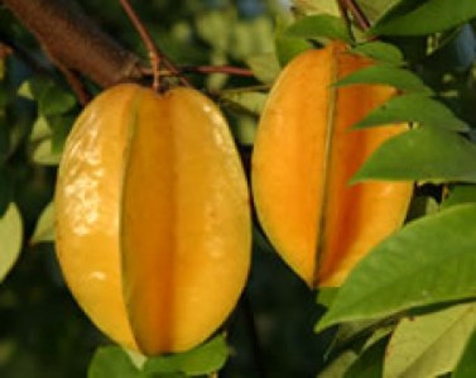 Carambola -  1 Plant - 2 to 3 Feet Tall - Ship in 3Gal Pot