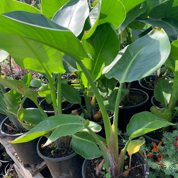 Bird of Paradise Plant - Etsy