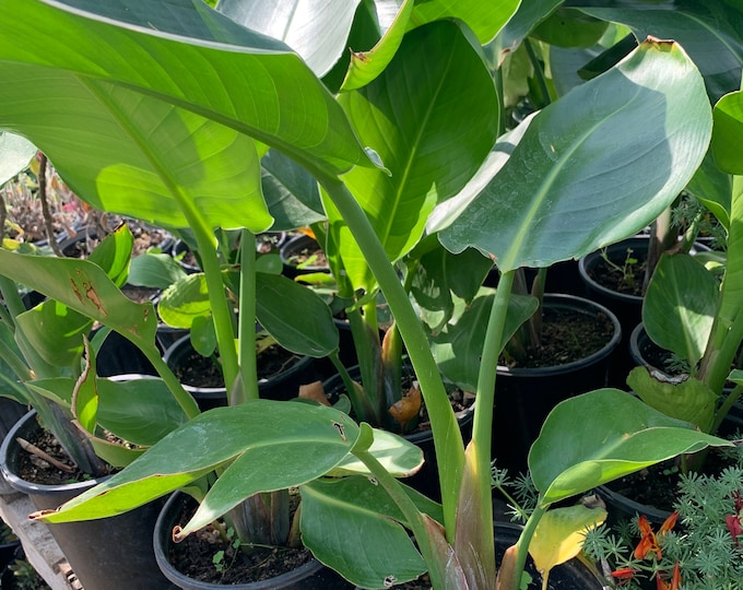 Giant Bird of Paradise (Stretlizia Nicolai) 1 Live Plant - Ship in 6" pot