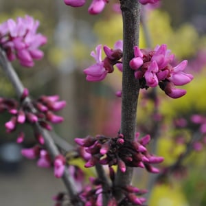 Eastern Redbud - Cercis Canadensis Texensis &#39;Merlot&#39; 1 Live Plant, 3ft tall, Ship in Pot