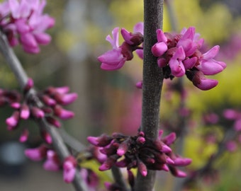 Eastern Redbud - Cercis Canadensis Texensis 'Merlot' 1 Live Plant, 3ft tall, Ship in Pot