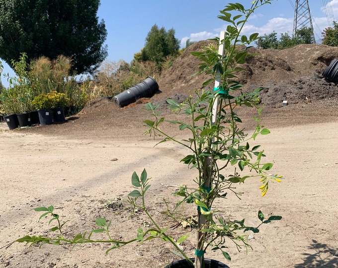 Jasminum humile ‘Revolutum’- live plant 2ft tall in 6” pot