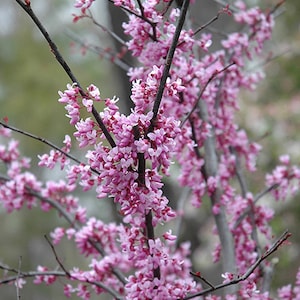 Eastern Redbud-Cercis Canadensis &#39;Forest Pansy&#39; 1 Live Plant, 3ft tall, Ship in pot