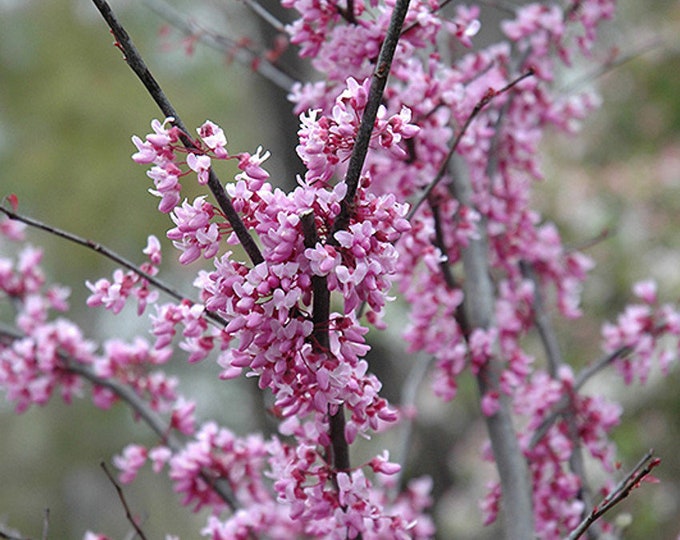 Eastern Redbud-Cercis Canadensis 'Forest Pansy' 1 Live Plant, 3ft tall, Ship in pot