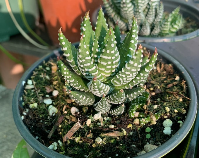 Haworthia Coarctata 4” Pot