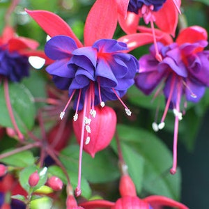 May include: Close-up of fuchsia flowers with vibrant pink and purple petals. The flowers have long, delicate stems and are in full bloom.