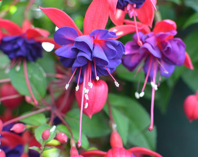 Fuchsia Blue Eyes 1 Live Plant 1 Gallon Pot