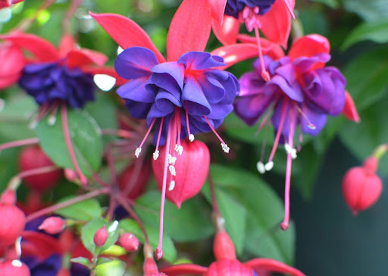 Ojos azules fucsia 1 planta viva Maceta de 1 galón imagen 1