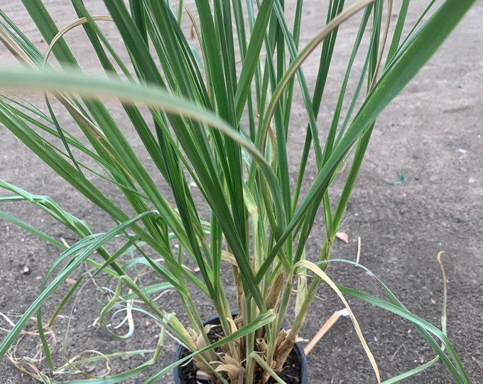 Pampass Grass (Cortaderia Selloana)  Ship in 6" Pot