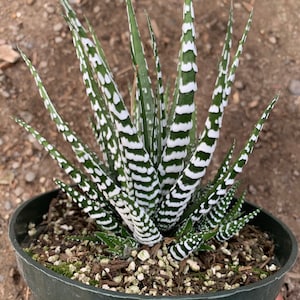 Haworthia Attenuata ‘Big Band’ live plant 4” pot