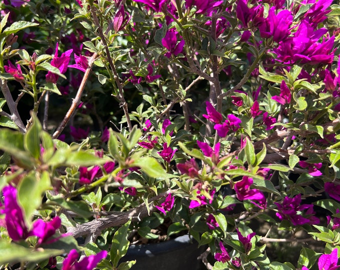 Purple bougainvillea bush- 1 to2 ft in 3gal