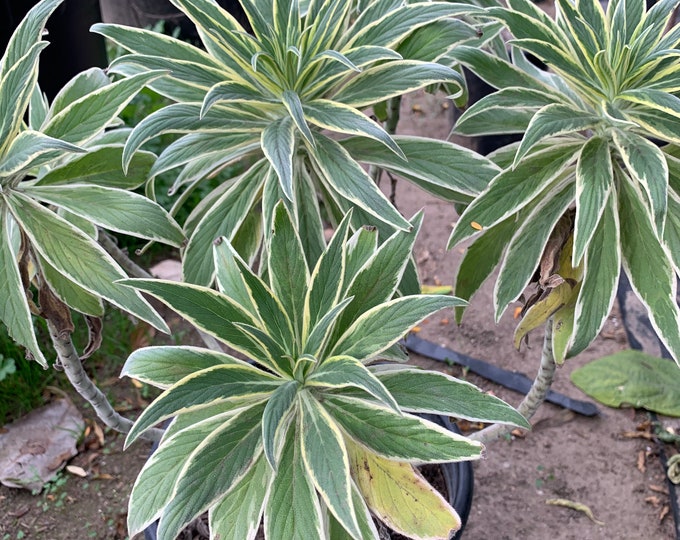 Echium Candicans ‘Star of Madeira’ 3 gallon pot