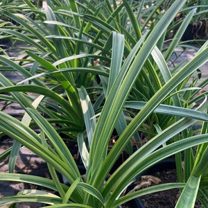 Agapanthus ‘Little White Bird’ 1 Live Plant 1 Gallon Pot