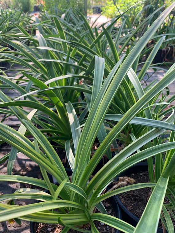 Agapanthus 'little White Bird' 1 Live Plant 1 Gallon Pot - Etsy