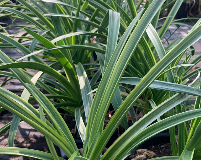 Agapanthus ‘Little White Bird’ 1 Live Plant 1 Gallon Pot