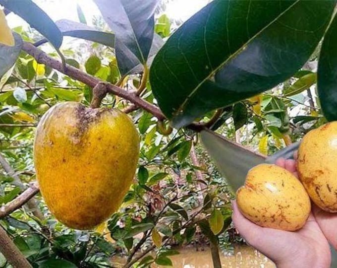 Pond apple - Annona glabra - 1 to 2 feet tall - ship 6" pot