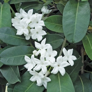 Madagascar Jasmine (Stephanotis Floribunda) 3 feet tall 3 gallon