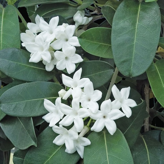 heuschkeliana variegata 4