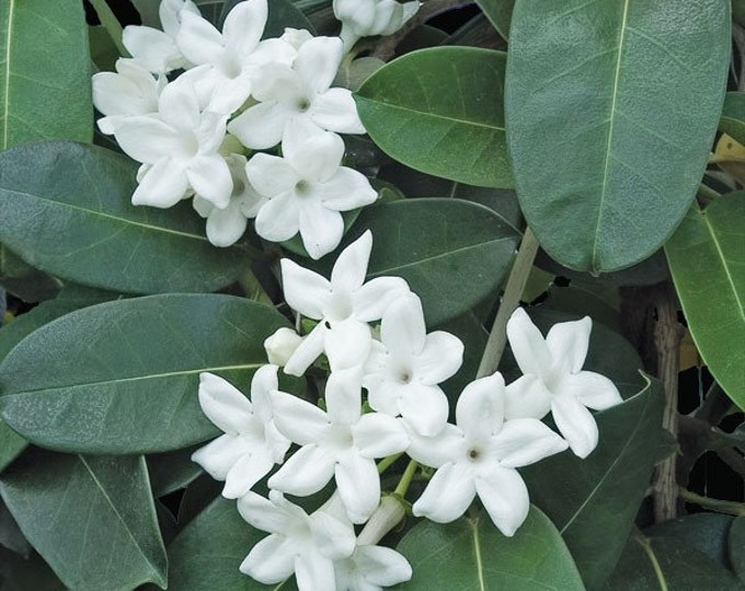 Madagascar Jasmine (Stephanotis Floribunda) 3 feet tall 3 gallon