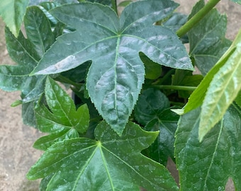 Japanese Aralia (Fatsia Japonica)  Ship in 6" Pot