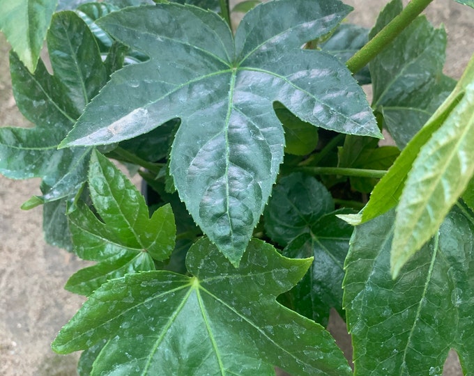 Japanese Aralia (Fatsia Japonica)  Ship in 6" Pot