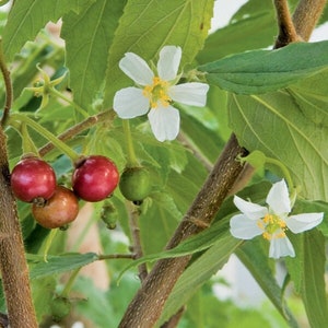 STRAWBERRY TREE - 2 Feet Tall - Ship in 3 Gal Pot