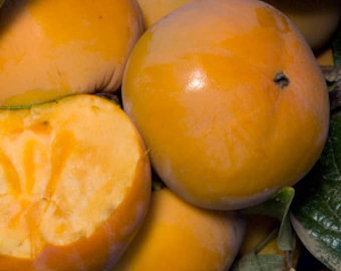 Fuju Imoto Persimmon - 3 to 4 Feet Tall - Bigger Trunk - Ship in 3 Gal Pot