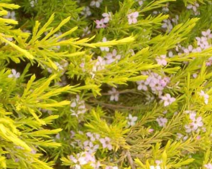Golden Breath of Heaven-live plant Ship in 6" Pot