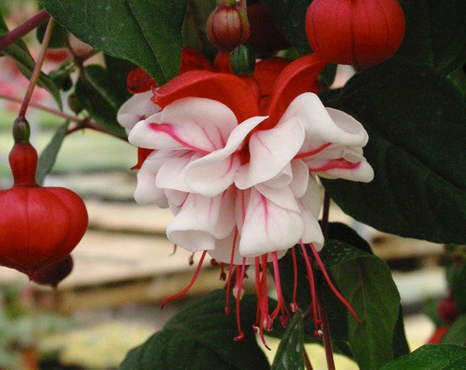 Fuchsia Trailing White Eyes 1 Live Plant 1 Gallon Pot