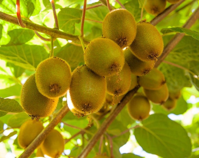 Kiwi  Vicent - Live Plant 1-2 ft tall ship in 6” pot