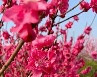Early Red Flowering Peach - 3 to 4 Feet Tall - Bigger Trunk - Ship in 3 Gal Pot