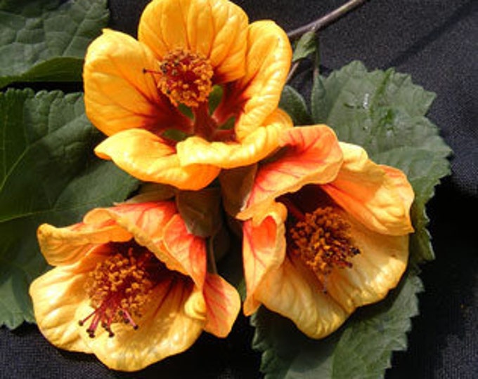 Abutilon 'Painted Bells' 1 Live Plant 1-2ft tall ship in 6” pot