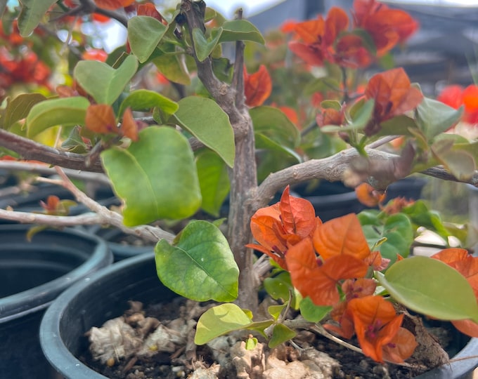 Fire Opal Bougainvillea- 1ft tall - ship in 6" pot