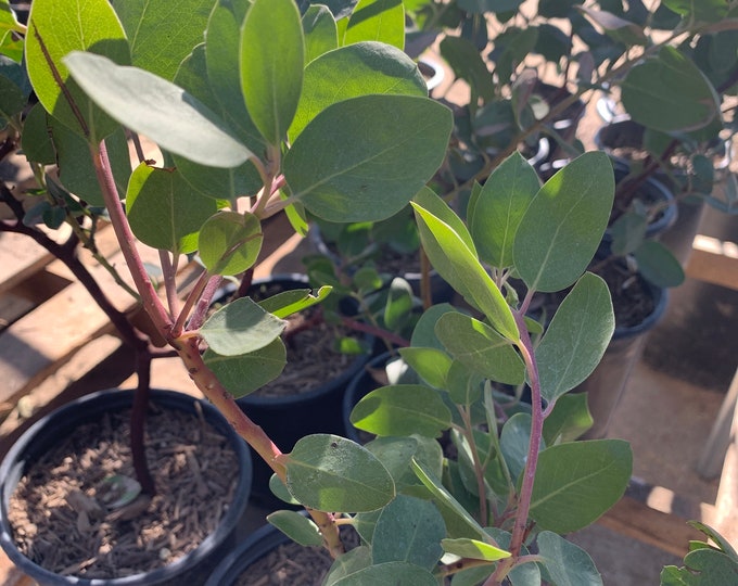 Dr.Hurd Arctistaphylos Manzanita  Ship in 6" Pot