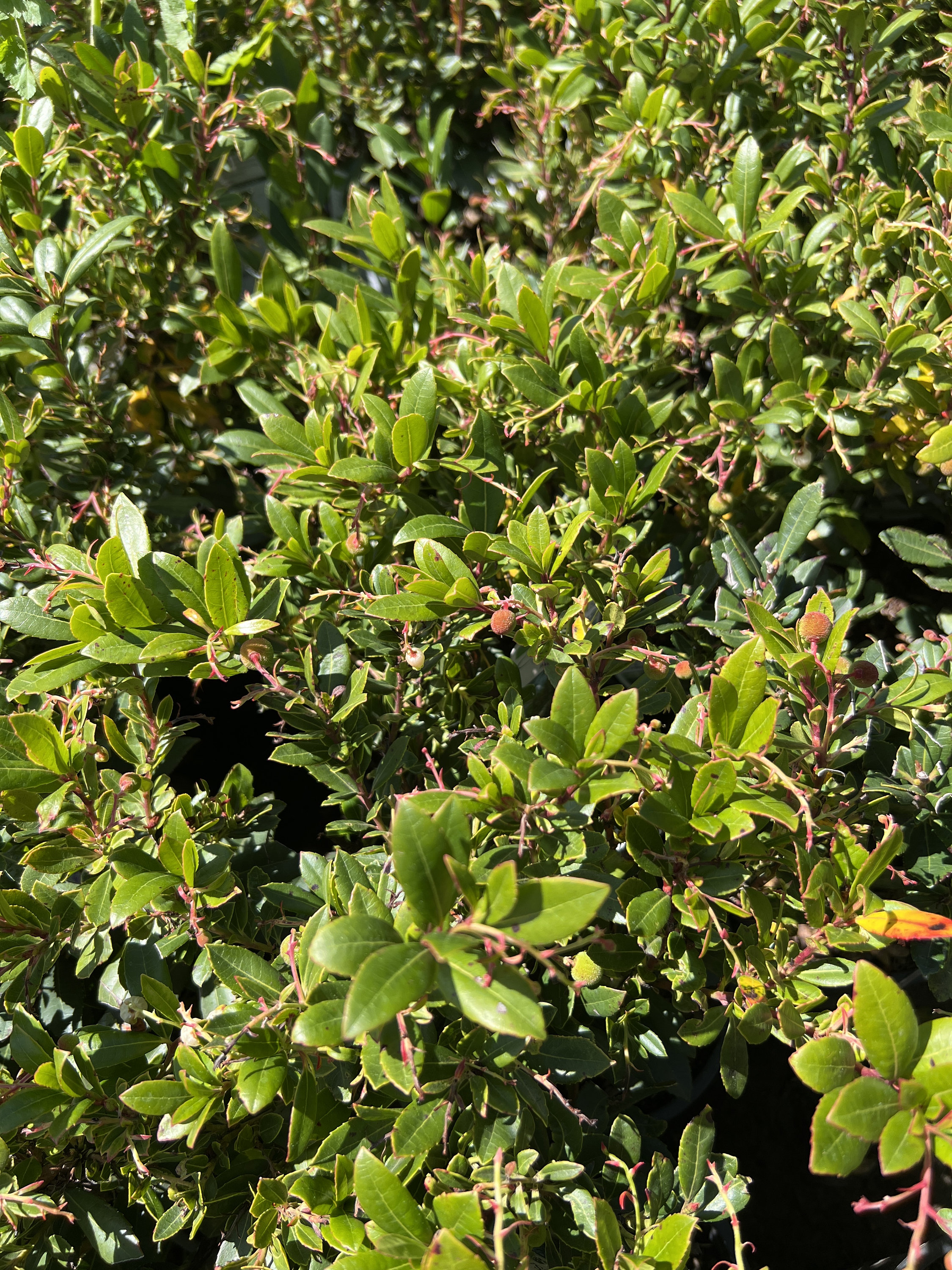 Dwarf Marina Strawberry Tree-1ft tall ship in 6" pot