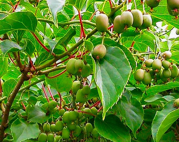 Issai kiwi vine Live Plant 1-2 ft tall ship in 6” pot