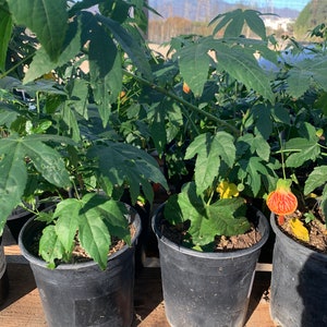 May include: Close-up of three potted plants with green leaves and orange and yellow flowers. The plants are in black plastic pots and are sitting on a wooden surface.