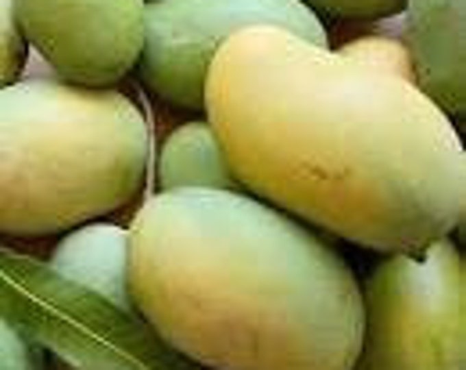 Mallika mango tree   - 1 to 2  feet tall -  ship in 3 gal pot