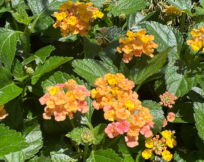 Lantana bandana rose improved- Ship in 6" Pot