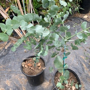 Eucalyptus Cinerea Silver Dollar Tree 1-2 feet tall 6 pot image 1
