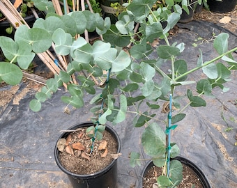 Eucalyptus Cinerea (Silver Dollar Tree) 2-3 feet tall 3 gallon pot