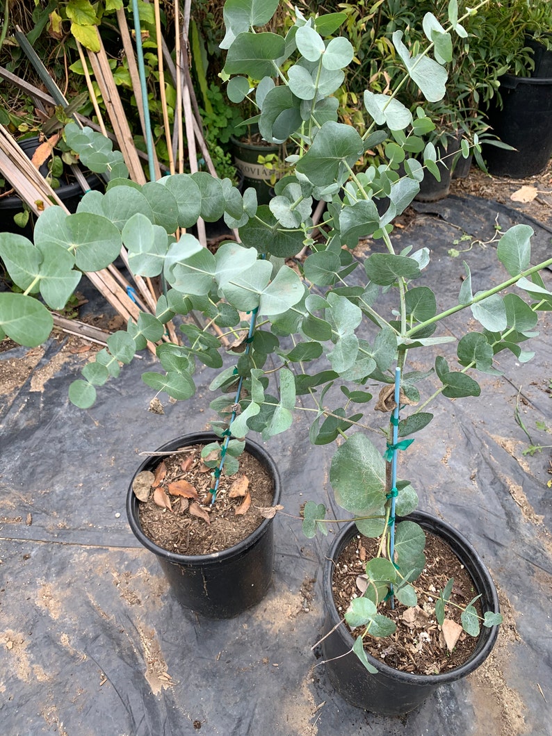 Eucalyptus Cinerea Silver Dollar Tree 1-2 feet tall 6 pot image 1