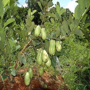 May include: A guava tree with green leaves and many unripe green guavas growing on the branches.