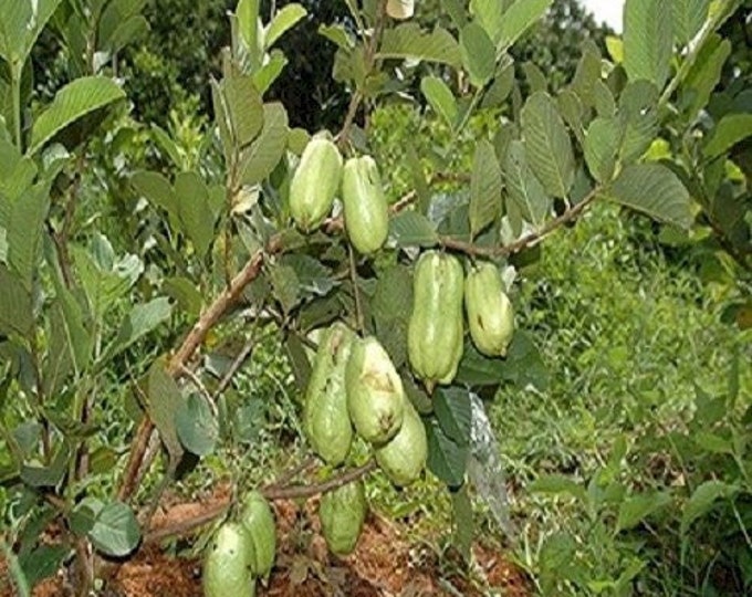Ổi không hạt thái lan - thai seedless guava - 1 to 2  feet tall - ship in 3gal