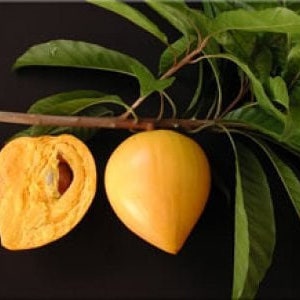 May include: A close-up of two yellow fruits, one whole and one cut in half, on a branch with green leaves. The fruit is called a  'sapodilla' or 'sapote'.