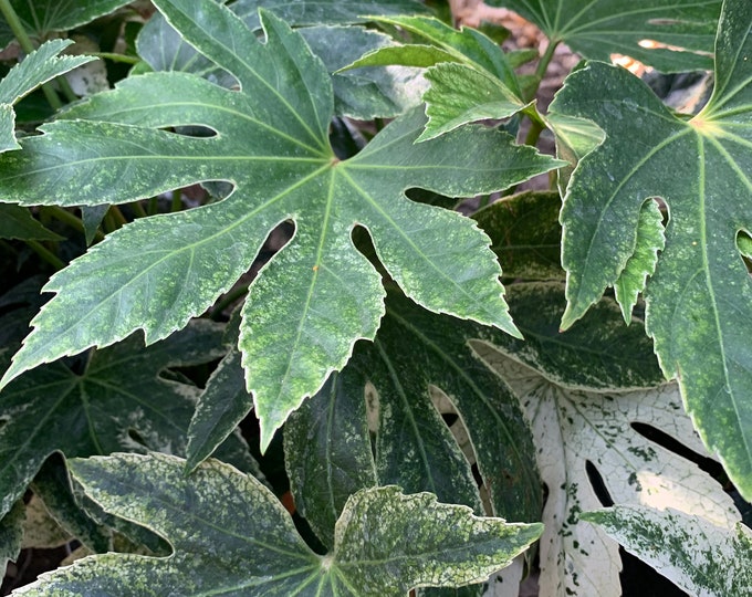 Fatsia Japonica ‘Spider’s Web’, 1 ft, Ships in 6” pot