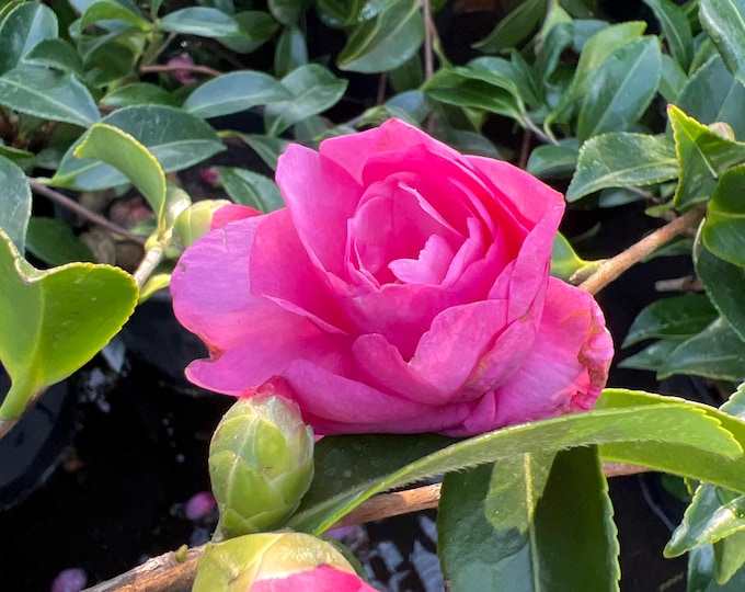 Camellia ‘Chansonette’ 1ft tall, 6” Pot